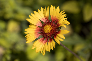 Pretty red and yellow coneflower.