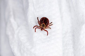 Encephalitis Insect Tick Crawling on White Cloth. Encephalitis Virus or Lyme Borreliosis Disease Infectious Dermacentor Tick Arachnid Parasite Macro.