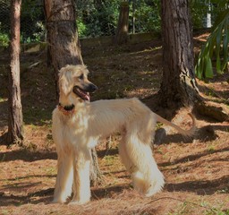 galgo afgano en el bosque