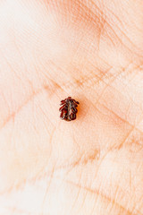 Encephalitis Insect Tick on Hand. Encephalitis Virus or Lyme Borreliosis Disease Infectious Dermacentor Tick Arachnid Parasite Macro.