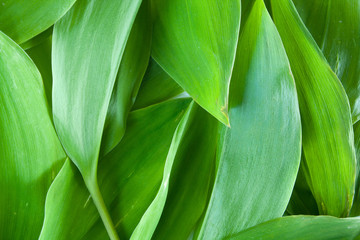 Background of green leaves. Green background. Summer-spring.