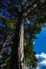 Fototapeta premium Stockholm, Sweden Pine trees and the sky on a deserted island in Lake Malaren.