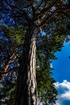 Stockholm, Sweden Pine trees and the sky on a deserted island in Lake Malaren.
