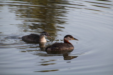 Waterfowl On The Lake, Elk Island National Park, Alberta