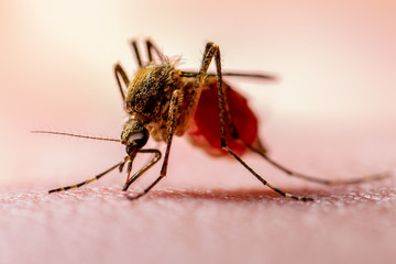 Dangerous Zika Infected Mosquito on Skin. Leishmaniasis, Encephalitis, Yellow Fever, Dengue, Malaria Disease, Mayaro or Zika Virus Infectious Culex Mosquito Parasite Insect Macro.
