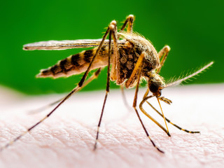 Dangerous Zika Infected Mosquito Bite on Green Background. Leishmaniasis, Encephalitis, Yellow...
