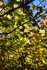 taking a walk in green forest 