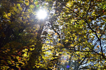 Fototapeta premium taking a walk in green forest 