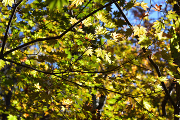 taking a walk in green forest 