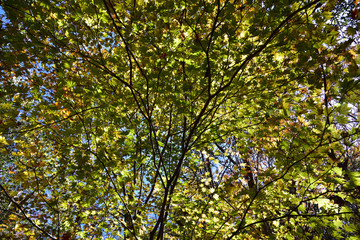 Obraz premium spacerując po zielonym lesie