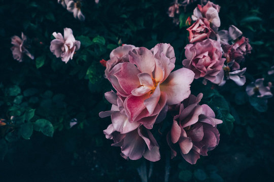Garden Roses