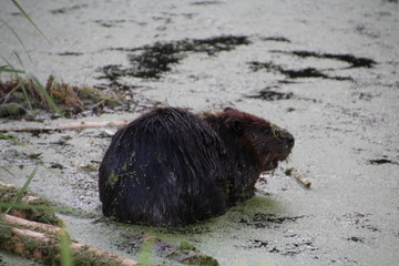 Beaver In The Mud, Elk Island National Park, Alberta