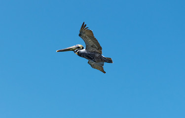 Flying Pelican