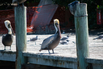 Pelicans at dock