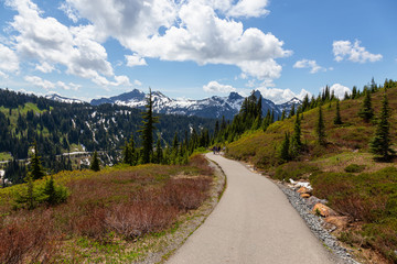 Obraz premium Beautiful view of a trail in Paradise during a sunny summer day. Taken in Mt Rainier National Park, Washington, United States of America.