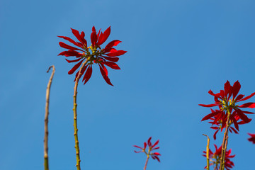 Red flower sprouts among green leaves