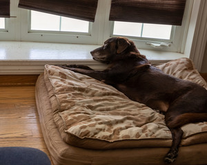 Overhead view of chocolate lab senior dog as he relaxes on his orthopedic bed