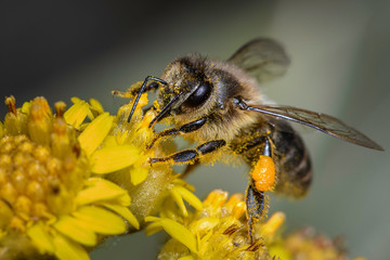 bee