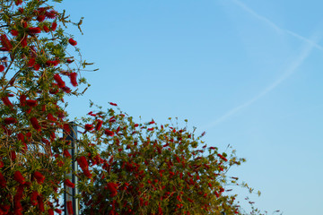 Red flower sprouts among green leaves