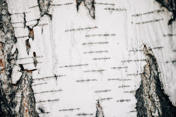 White nature background of birch bark close-up. Plane of birch trunk surface. Tree textured backdrop. Detailed natural texture of birch tree stem. Abstract mock-up. Background with copy space.