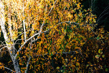 Autumn leaves of birch tree close-up. Fall natural background of yellow orange green foliage. Scenic nature backdrop of birch. Multicolor autumn leafage tree. Colorful variegated foliage in sunlight.