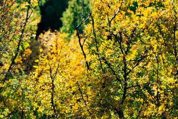 Foliage of caragana arborescens in sunset. Scenic autumn rich flora in golden hour. Colorful yellow acacia in sunrise. Multicolor bokeh plant nature background in sunlight. Sunny fall natural backdrop