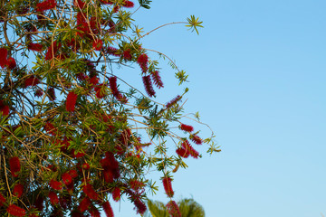 Red flower sprouts among green leaves