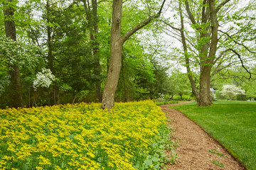 Fototapeta na wymiar Yellow flowers on nature path on windy day in spring