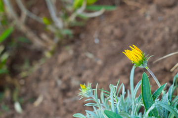 Yellow flower among green leaves