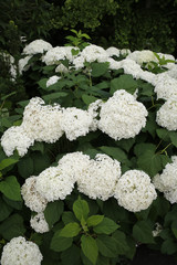 White Hydrangea Bush