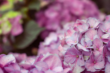 A closeup view of magenta and indigo hydrangea flowers in a garden