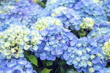 A closeup view of violet and white hydrangea flowers in a garden