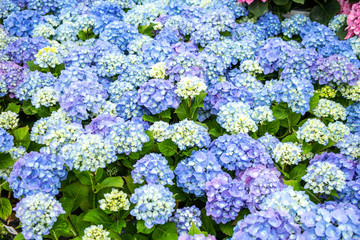 A garden full of purple and white hydrangea flowers