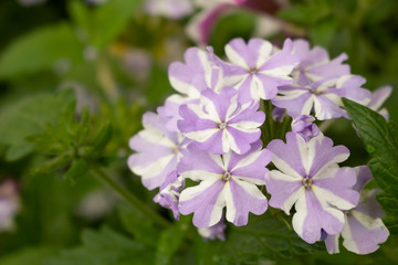 A closeup view of superbena stormburst verbena flowers in a garden
