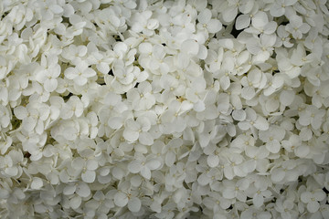 Close-up Full Frame White Hydrangea Bush Detail