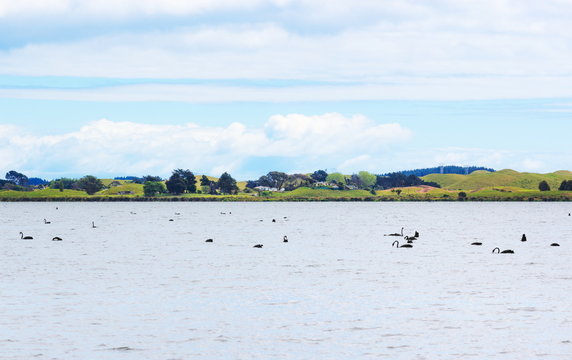 Lake Horowhenua, Also Known As Punahau, Is Located In The Horowhenua District, An Area Of The Southern Manawatu-Wanganui Region In New Zealand's North Island.