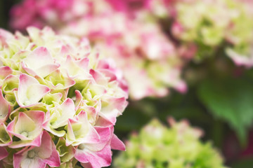 A view of rustic green and magenta hydrangea flowers in a garden