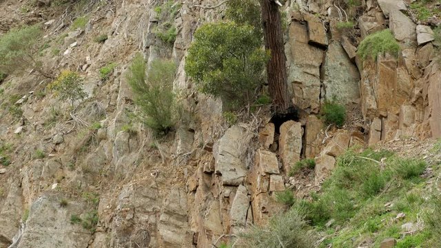 Gum tree growing on the side of a cliff face. TILIT UP
