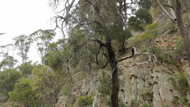 Gum tree growing on the side of a cliff face. TILIT DOWN