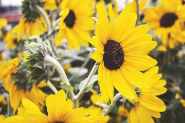 A rustic sunflower background