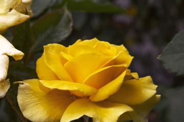 A side view of a yellow rose