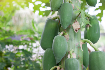 Papaya fruit on tree with sunlight in the garden.