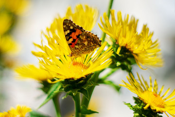 A butterfly sits on a yellow flower close-up. Background with a beautiful butterfly on a flower.