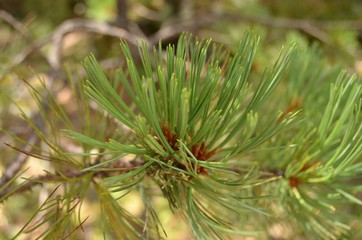 Pine Branch