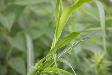 日本の風景　川