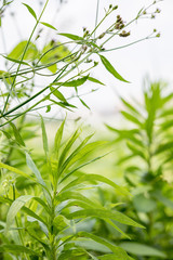 日本の風景　川