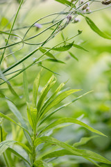 日本の風景　川