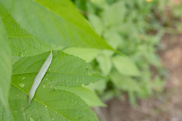 日本の風景　川