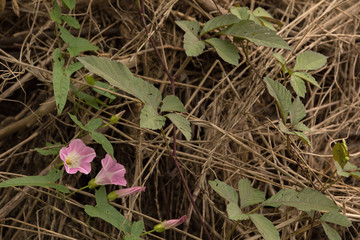 日本の風景　川