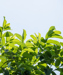 tropical leaves on color background